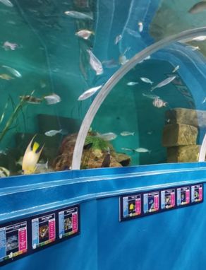 A tunnel within an aquarium that goes above head height with fish in the water