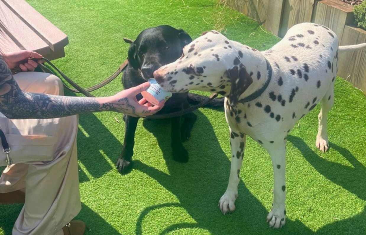A black labrador and a dalmatian at Treside at Tregoad Holiday Park eating a dog ice cream
