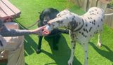A black labrador and a dalmatian at Treside at Tregoad Holiday Park eating a dog ice cream