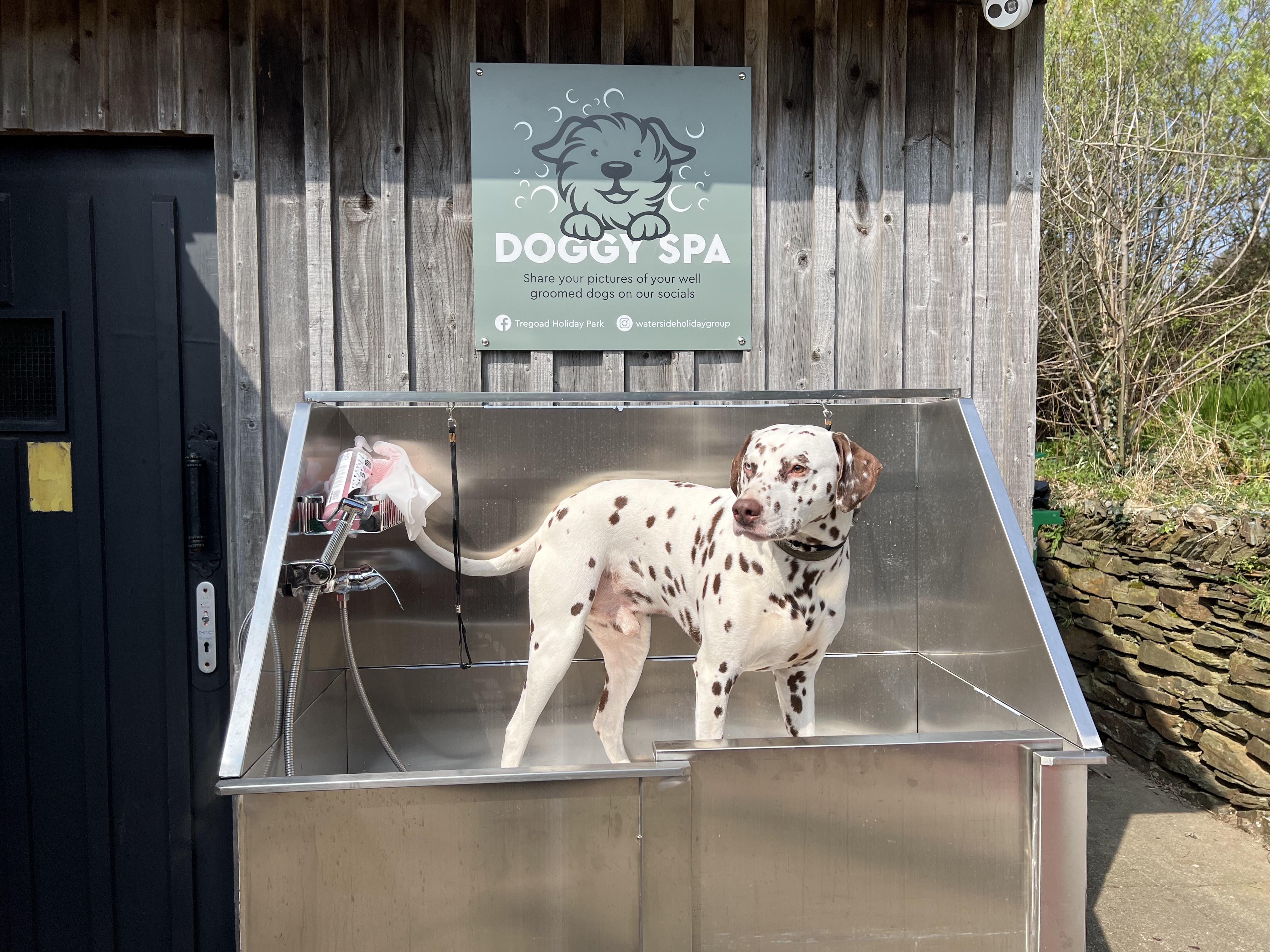 A dalmatian dog in a dog spa wash