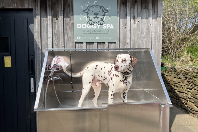 A dalmatian dog in a dog spa wash