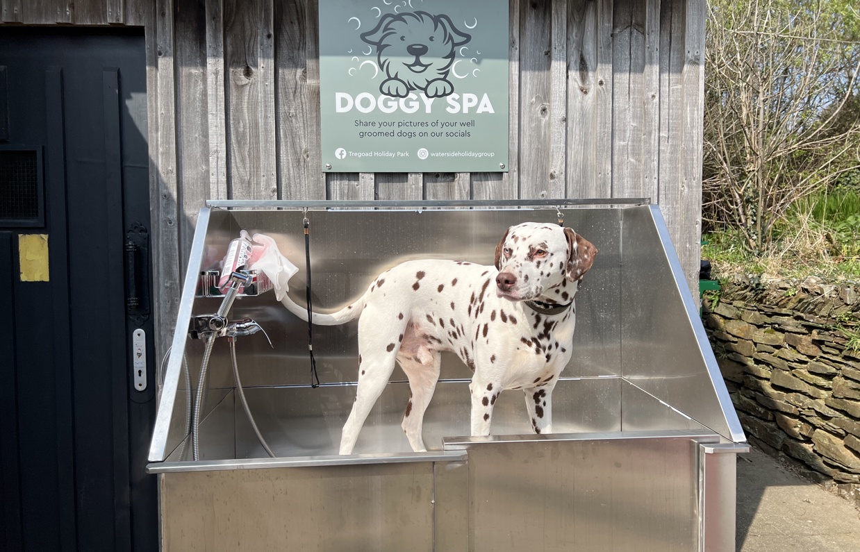 A dalmatian dog in a dog spa wash