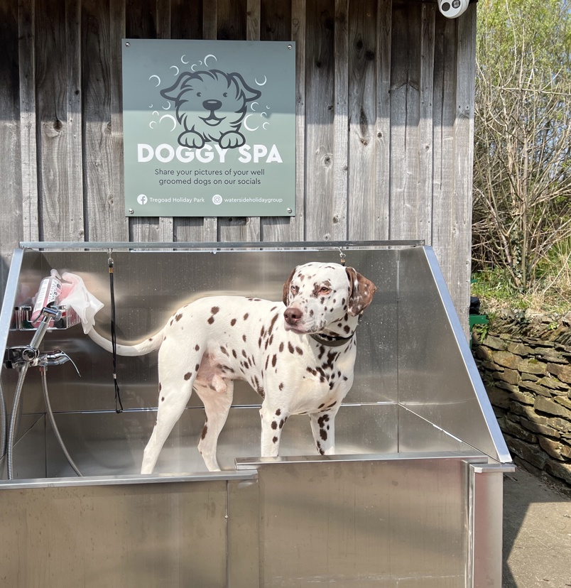 A dalmatian dog in a dog spa wash