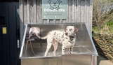 A dalmatian dog in a dog spa wash