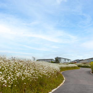 Caravans on park at Tregoad Holiday Park among wildflowers on a sunny, blue sky day
