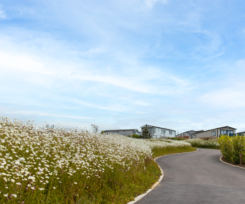 Caravans on park at Tregoad Holiday Park among wildflowers on a sunny, blue sky day