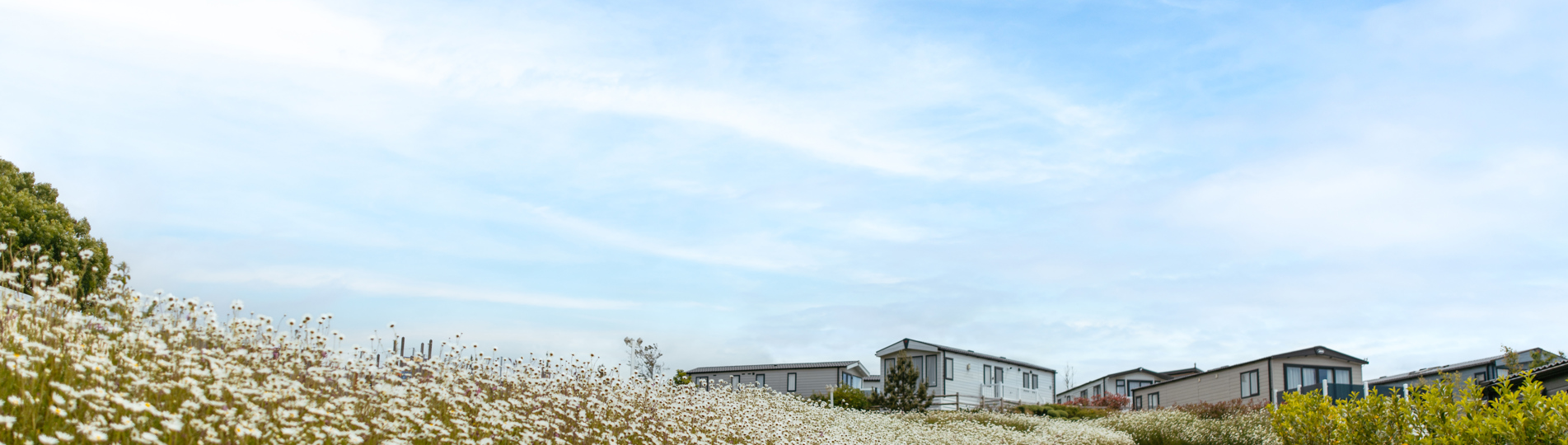 Caravans on park at Tregoad Holiday Park among wildflowers on a sunny, blue sky day