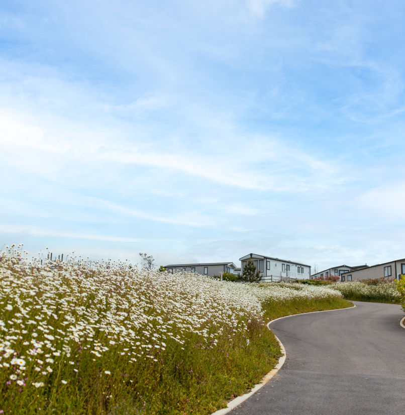 Caravans on park at Tregoad Holiday Park among wildflowers on a sunny, blue sky day