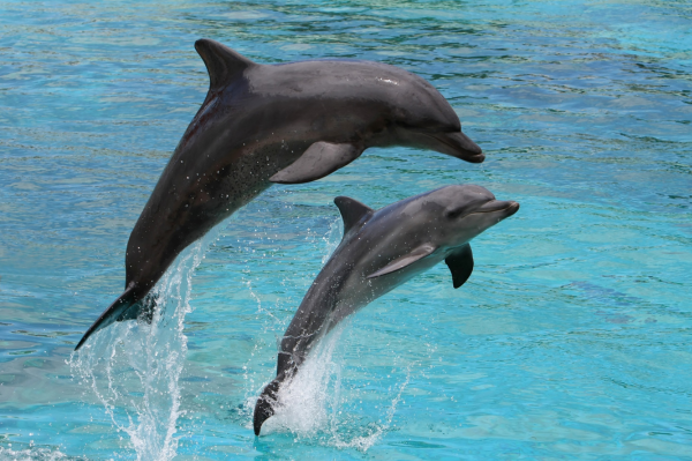 Two dolphins porpoising out of the water