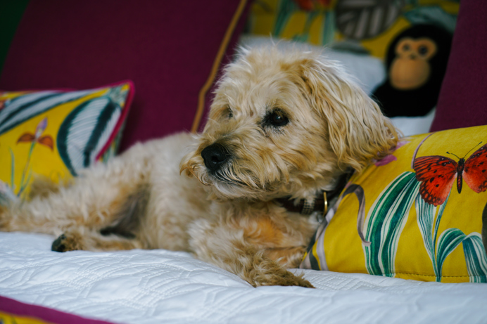 Stables Owner's Dog lying on colourful bed