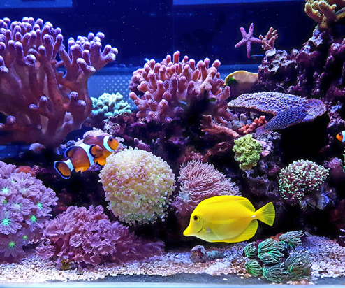 An aquarium with various fish and corals