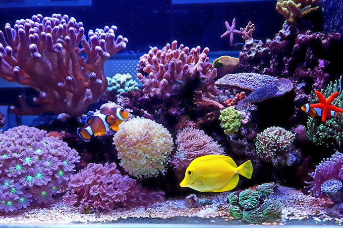 An aquarium with various fish and corals