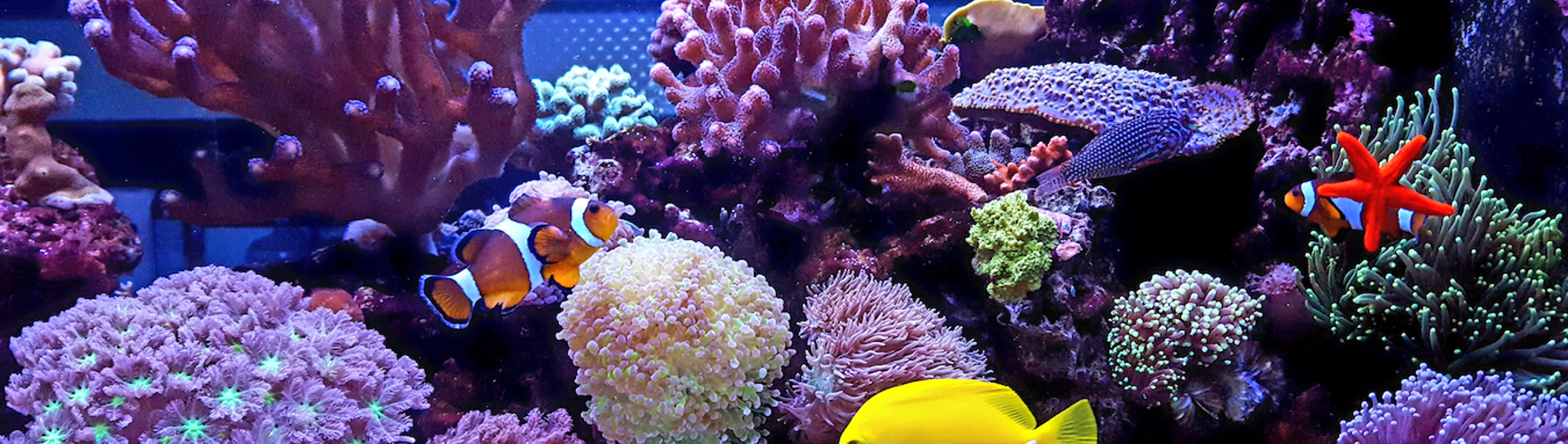 An aquarium with various fish and corals