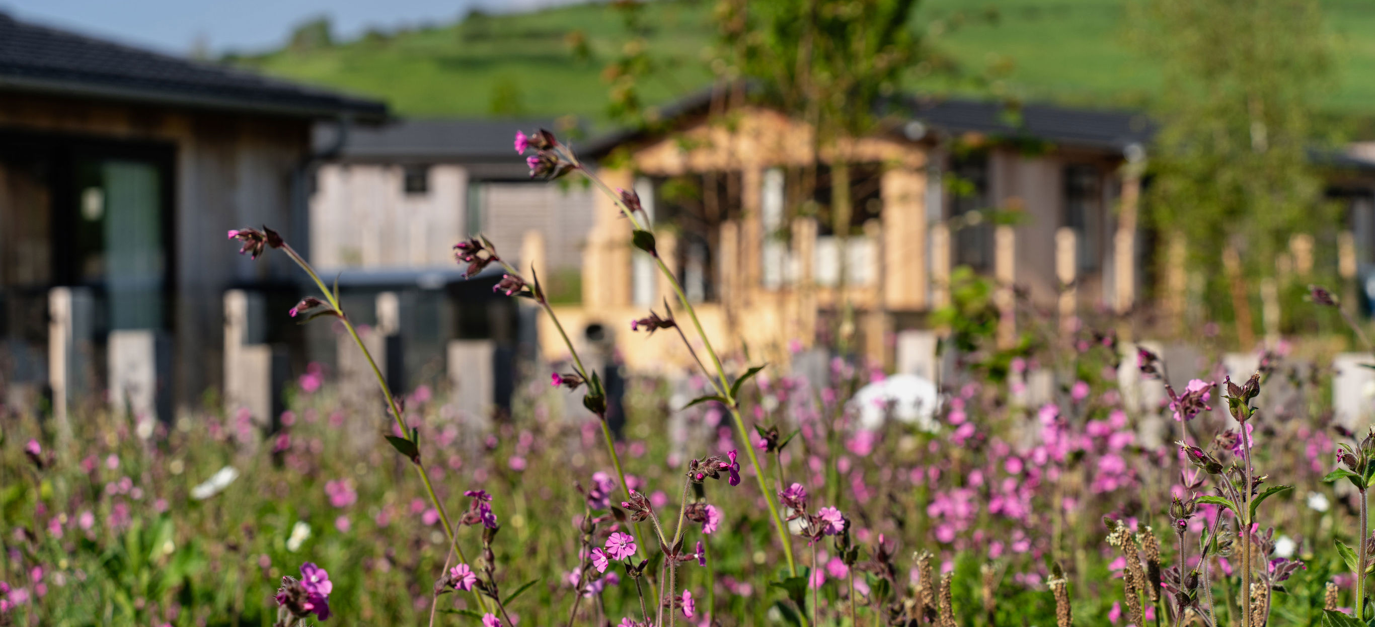 The Stables Lodges and wildflowers