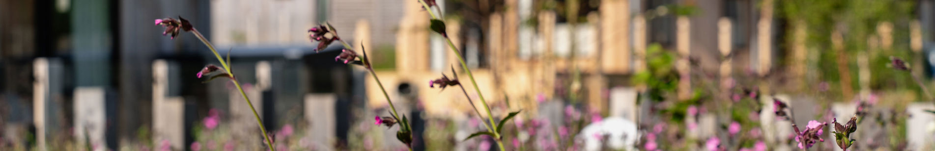 The Stables Lodges and wildflowers