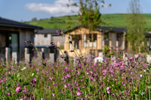 The Stables Lodges and wildflowers