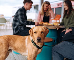 A light-coloured labrador retriever dog looking at the camera sat beside four people at a table at a street food shack