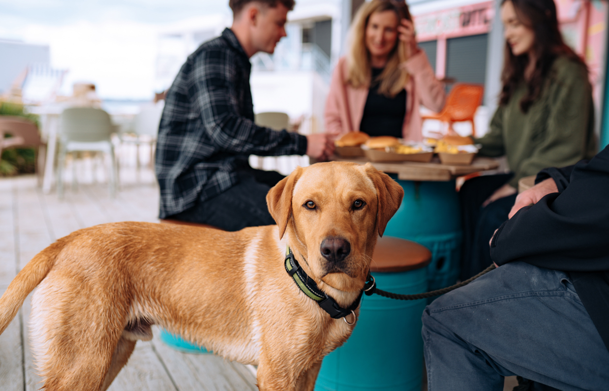 A light-coloured labrador retriever dog looking at the camera sat beside four people at a table at a street food shack