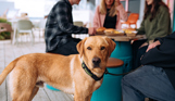 A light-coloured labrador retriever dog looking at the camera sat beside four people at a table at a street food shack