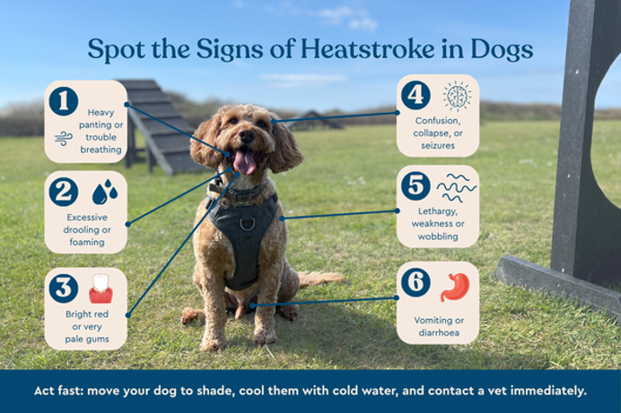 A graphic including an image of a dog explaining how to identify signs of heatstroke in dogs