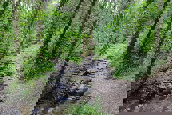 The forest at Cardinham Woods