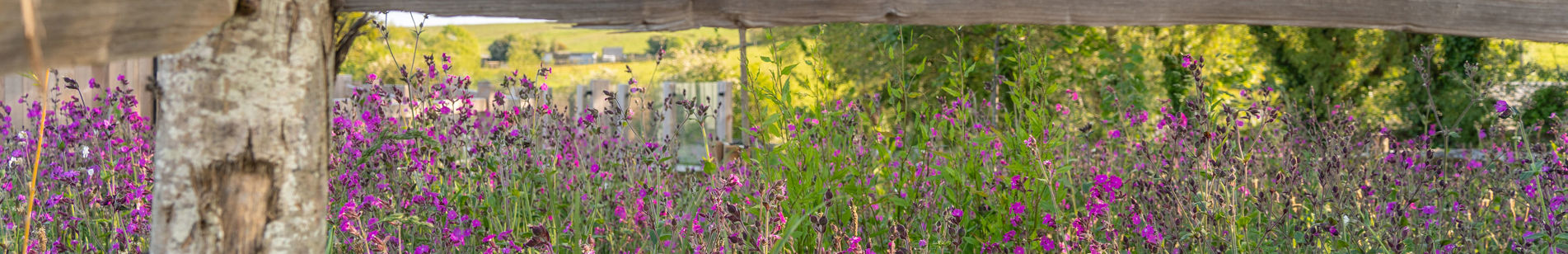 Wildflowers and natural wooden fence