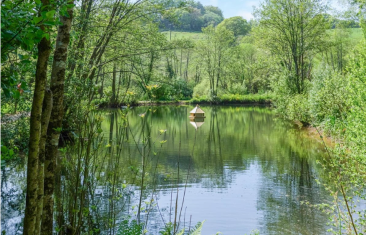 A lake surrounded by trees and woodland on a sunny blue sky day