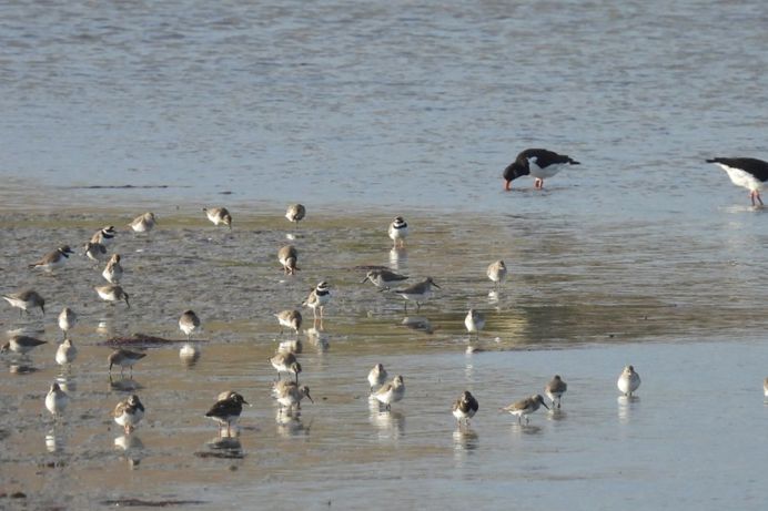 Birds on the shore of a lagoon