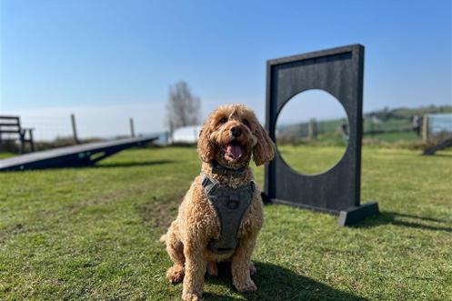 A light brown fluffy dog at a dog agility course on a sunny day
