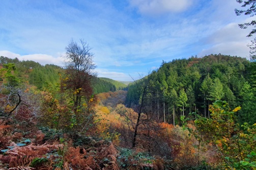 A wide shot of woodland with various trees and lots of colours on a bright day