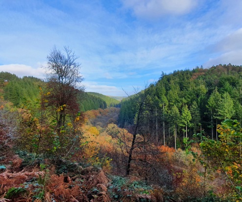 A wide shot of woodland with various trees and lots of colours on a bright day