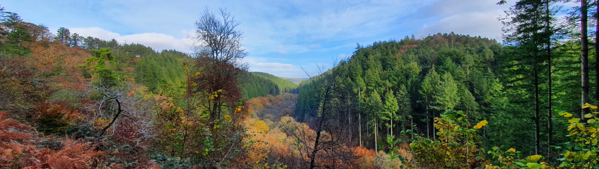 A wide shot of woodland with various trees and lots of colours on a bright day
