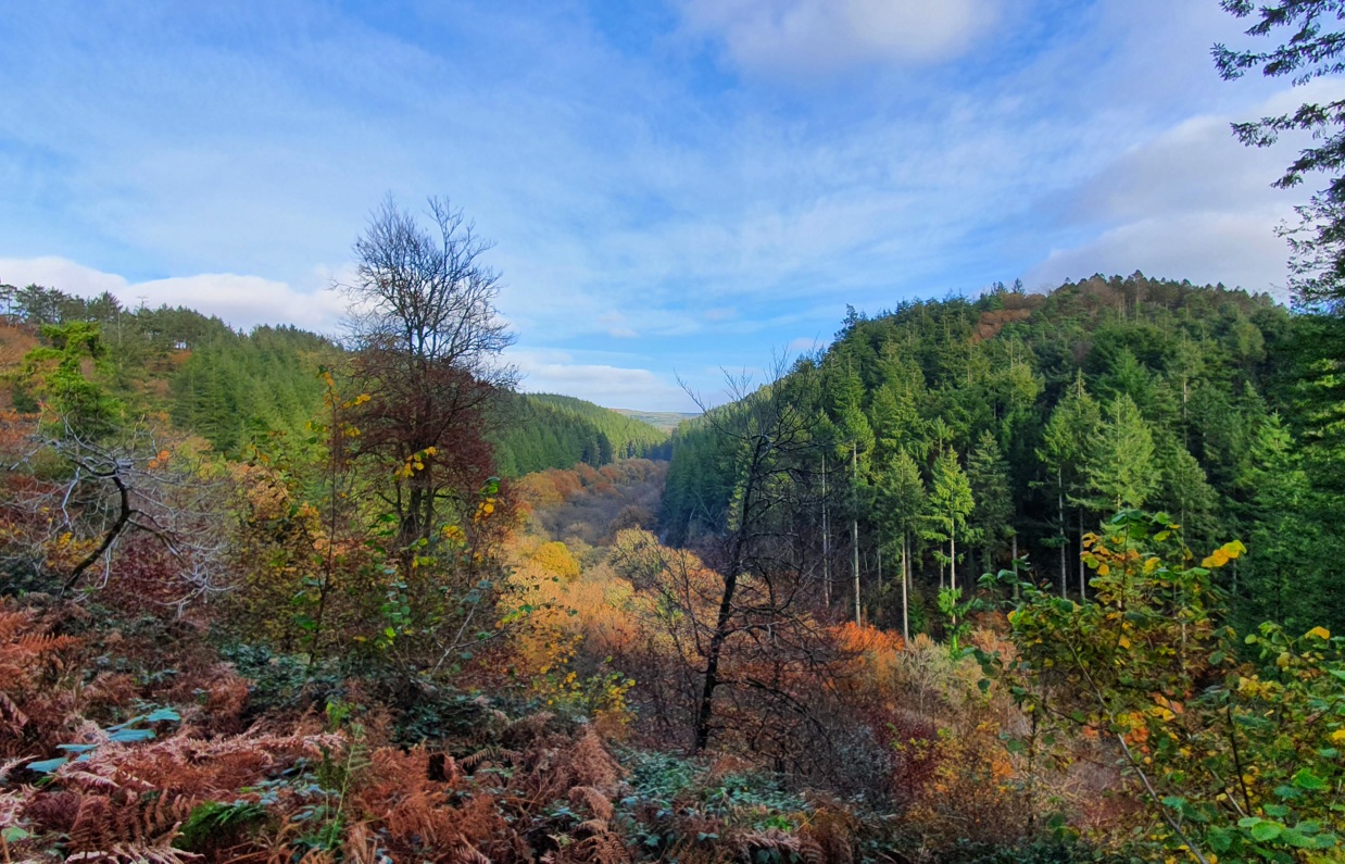 A wide shot of woodland with various trees and lots of colours on a bright day