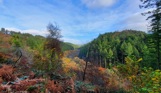 A wide shot of woodland with various trees and lots of colours on a bright day