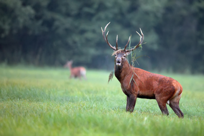 Two red deer in a field