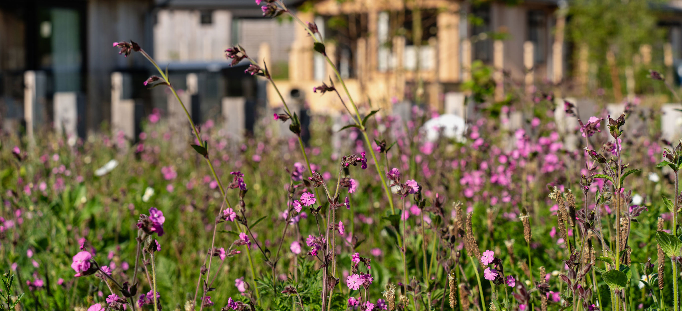 Wildflowers in front of lodges