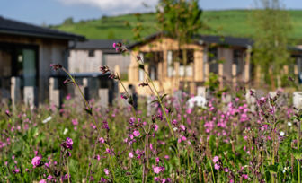Wildflowers in front of lodges