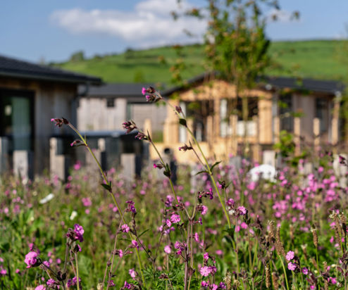 Wildflowers in front of lodges