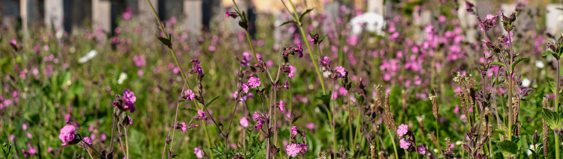 Wildflowers in front of lodges