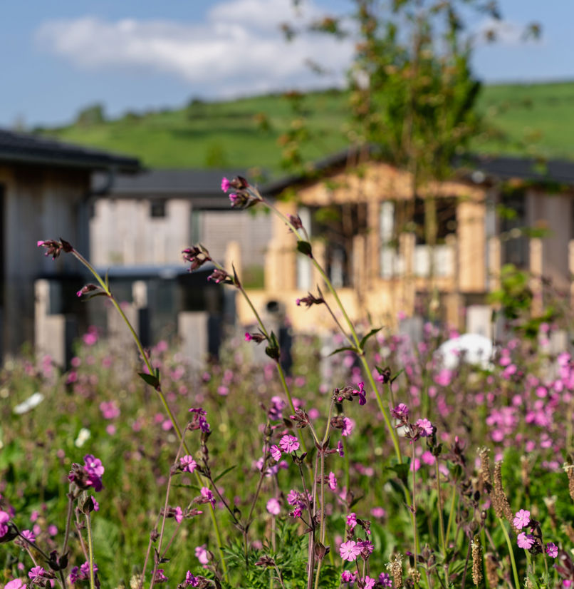 Wildflowers in front of lodges