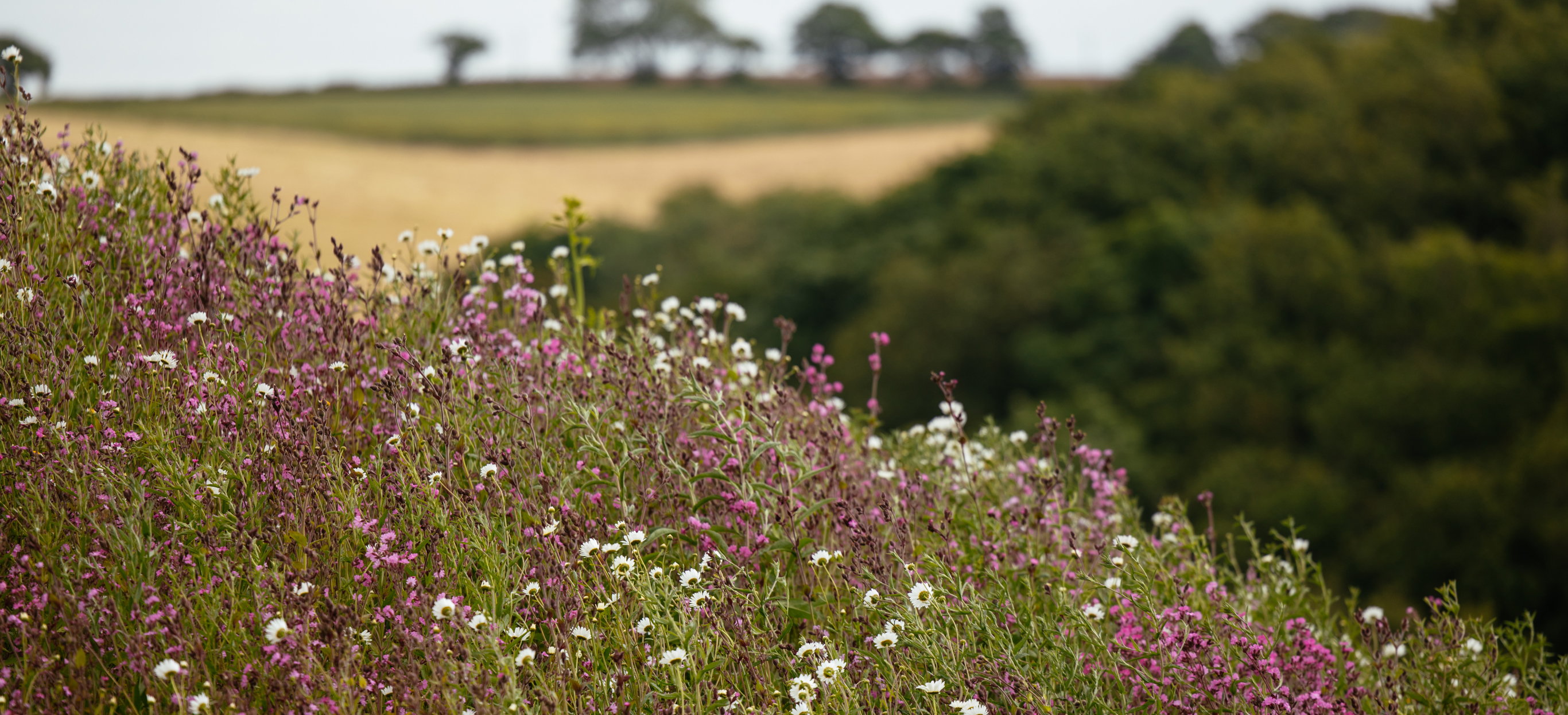 White and purple wildflowers with countryside in background