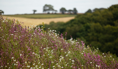 White and purple wildflowers with countryside in background