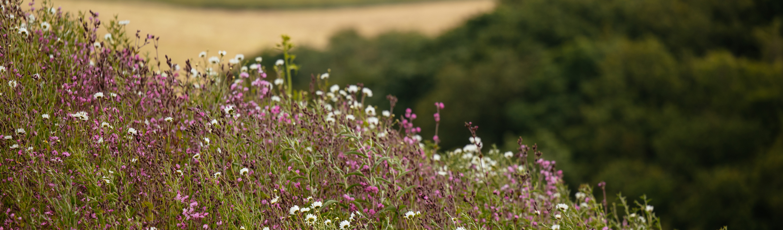 White and purple wildflowers with countryside in background
