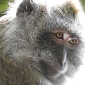 A rescued monkey at The Monkey Sanctuary