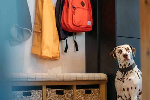 Dog waiting patiently by coats at front door