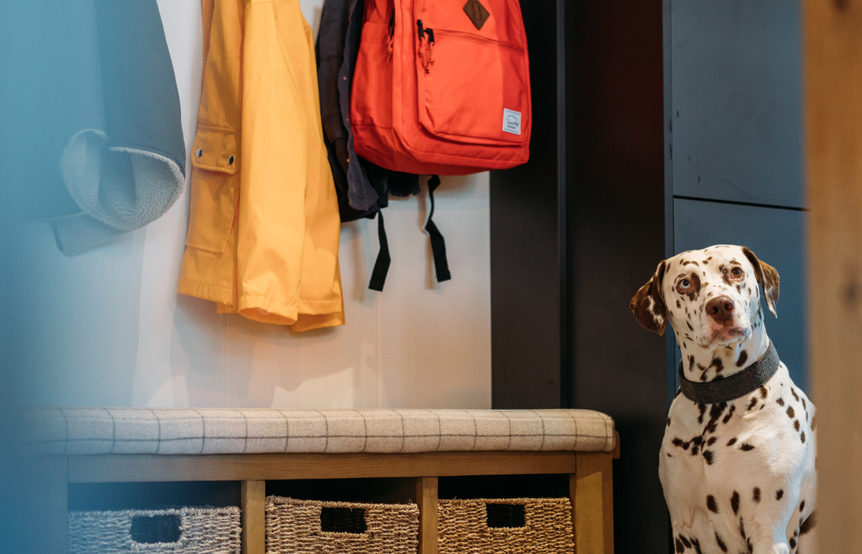 Dog waiting patiently by coats at front door