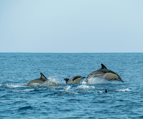 Dolphins skimming and porpoising out of the water