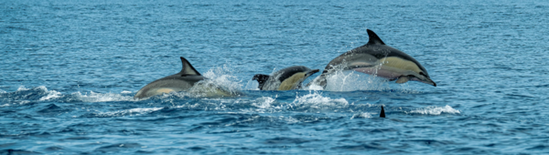 Dolphins skimming and porpoising out of the water