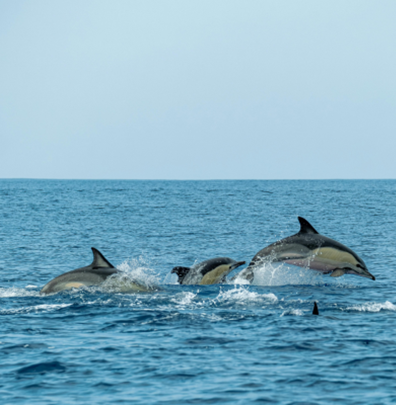 Dolphins skimming and porpoising out of the water