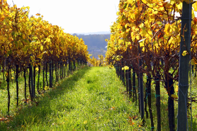 A vineyard field with rows of trees